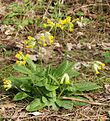 2015 Echte Schlüsselblume
